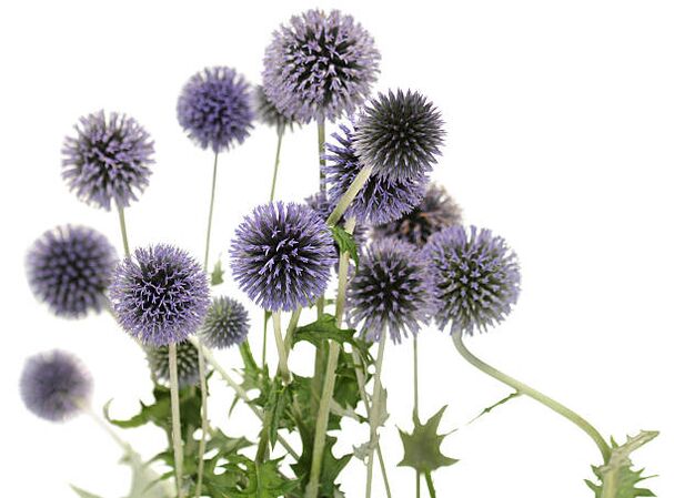 Echinops ako súčasť stromu Hondro Sol Valgus